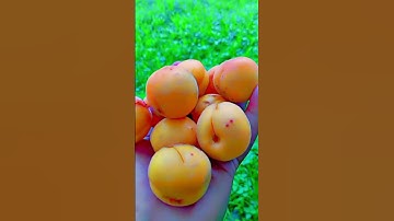 Thumbnail of Apricot #goldenhour #music #piano #nature #flowers #jvke #phonkagressive #travel #cricket #musicgene