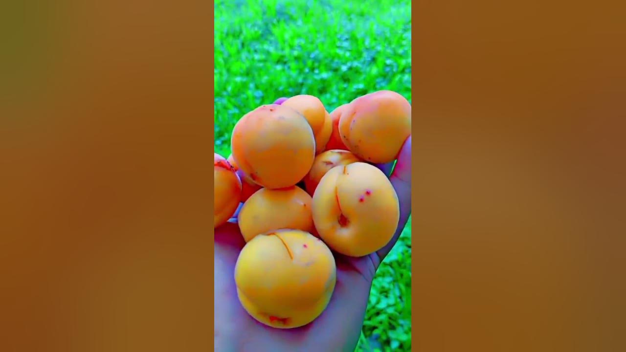 Apricot #goldenhour #music #piano #nature #flowers #jvke #phonkagressive #travel #cricket #musicgene