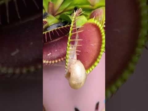 فيديو: هل الندية نبات آكل للحشرات؟