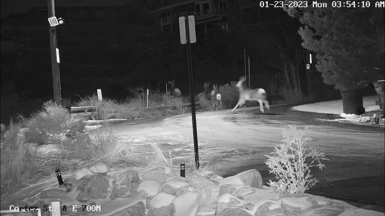 Coyote chases deer YouTube