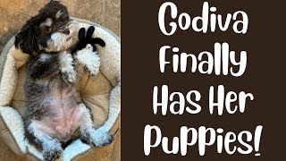SVCC Schnauzers Meet Godiva's Puppies Born 41024