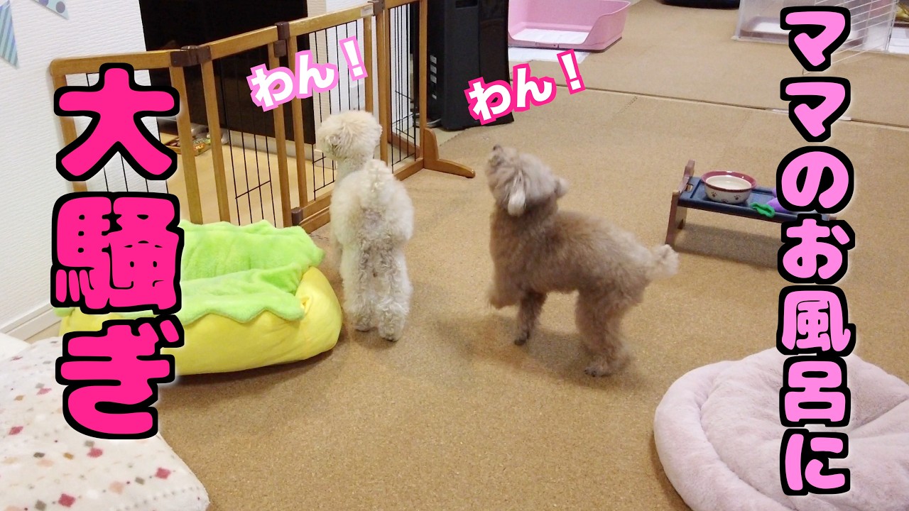 トイプーママ様 ママがお風呂から出ただけでお祭り騒ぎになる愛犬たち【トイプードル