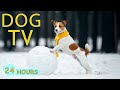 Dog tv the bests to entertain  warm dogs with music  24 hours of music for dog with anxiety