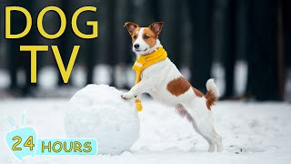 DOG TV: The Best Videos to Entertain & Warm Dogs with Music - 24 Hours of Music for Dog with Anxiety