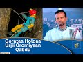 Labata Qorataa Holqaa Urjii Oromiyaan Qabdu 