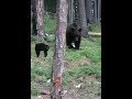 Кот Василий против медведя