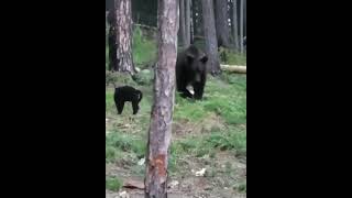 Кот Василий против медведя