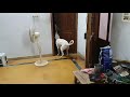 Teach your dog to Open and Close doors Teach your dog to Open and Close doors