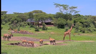 live african animals common eland impala giraffe & more #nature #wildlife