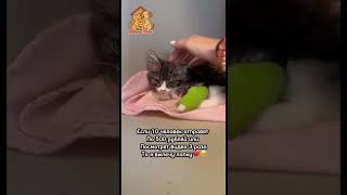 Откуда найти таких людей?🥺💔🙏#помощь #помощьбездомным #котик #помощькошке #помощькошке