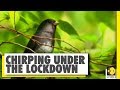 Fineprint: Birds chirping under the lockdown | COVID-19