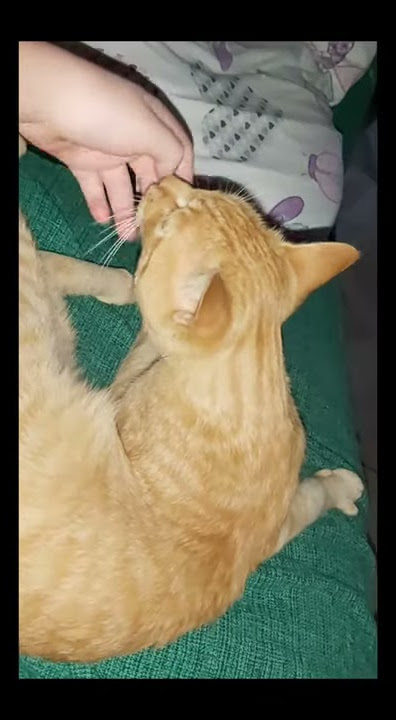 Sugar crash meme DOG//CAT