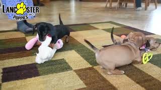 Outgoing Mini Dachshund Puppies