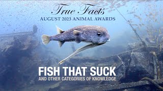 True Facts: Fish That Suck by Ze Frank 1,702,152 views 8 months ago 13 minutes, 1 second