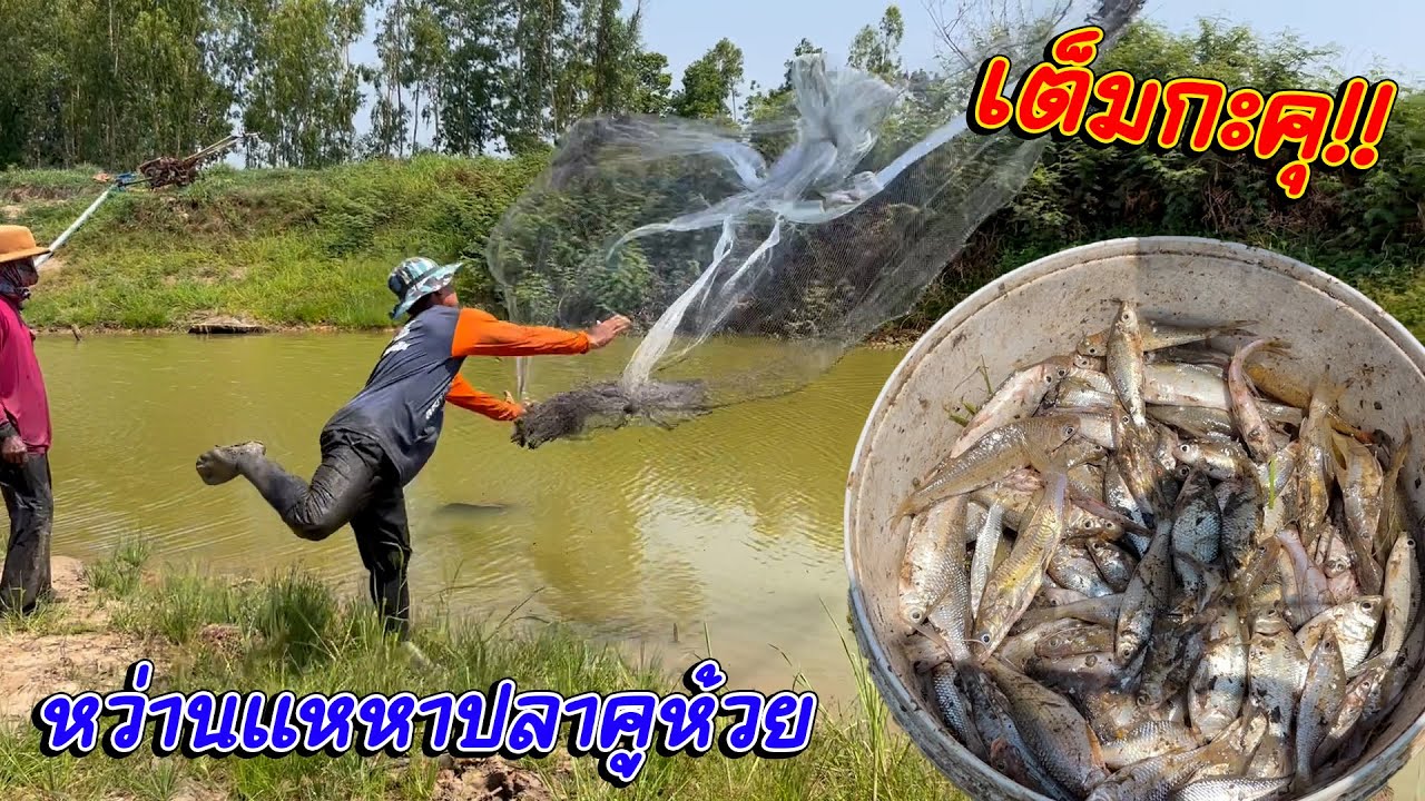 เต็มกะคุ!! หว่านแหคูห้วย มีแต่ปลาโตใหญ่ๆงามๆพี่น้อง