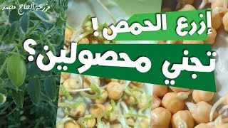 كيفية زراعة الحمص من الألف إلى الياء