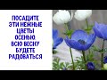 Посадите эти нежные цветы осенью. Всю весну будете радоваться этой божественной красоте