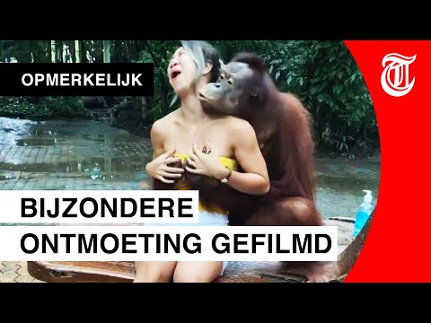 Grijpgrage orang-oetan doet MeToo?tje