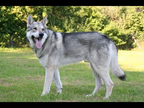 Perro lobo de Saarloos / Raza de Perro Lobo de Saarloos. Origen, Características, Alimentación, Cuidados, Curiosidades
