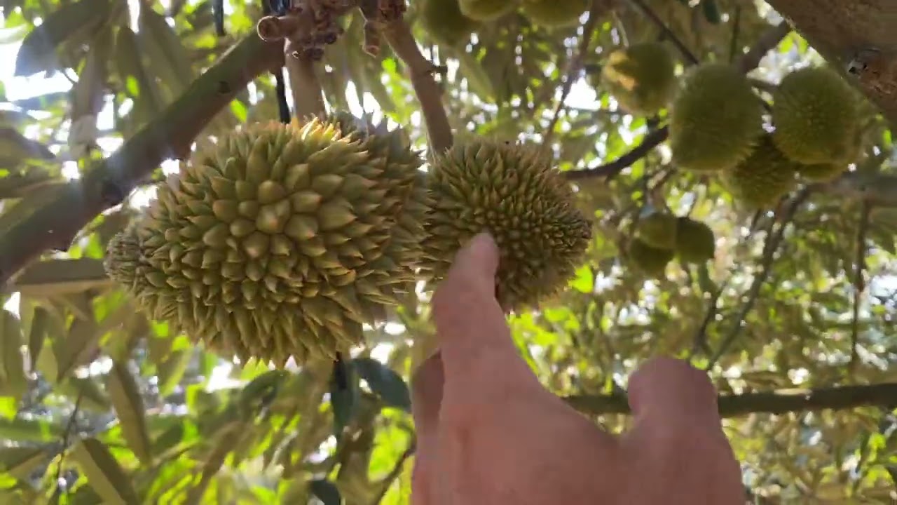 Cách nuôi trái sầu riêng tròn không cần chỉnh paclo , hiệu quả 