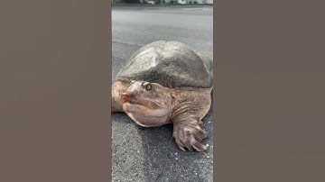 Found This Soft Shell Turtle! #rain #florida #turtle