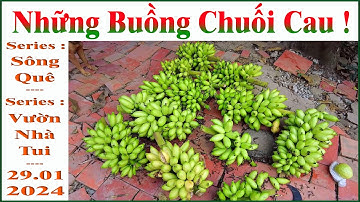 Những Buồng Chuối Cau !.. (Series : Chuối !.. Series : Vườn Nhà Tui !.._ 28.03.2023 _ 19.02.2023 al)