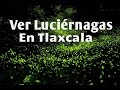 Mi experiencia Santuario de las Luciérnagas en Nanacamilpa Tlaxcala