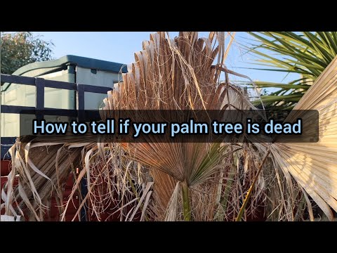 Video: Är en palm ett kronträd?