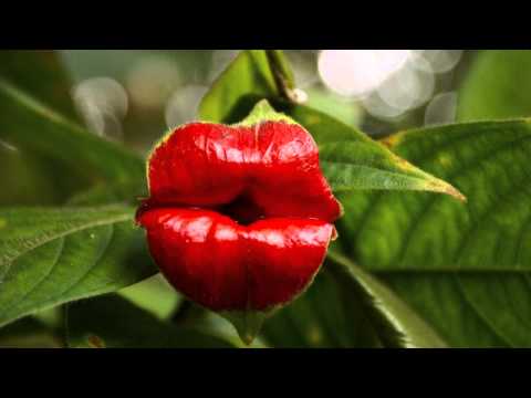Video: Interessante Fakta Om Psychotria Elat