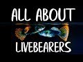 LIVEBEARER FISH - Guppy Fish - Platys - Endler Guppies - Mollies - Goodieds