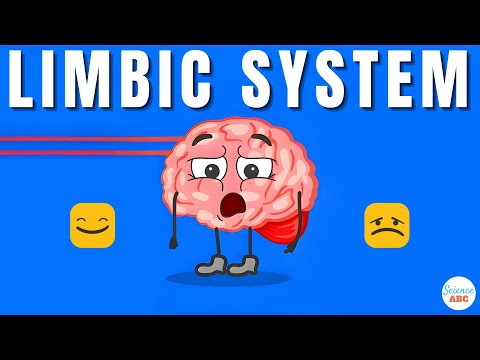 Emotions And The Brain: What Is The Limbic System