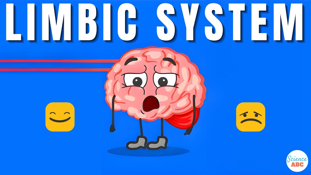 Emotions And The Brain: What Is The Limbic System?