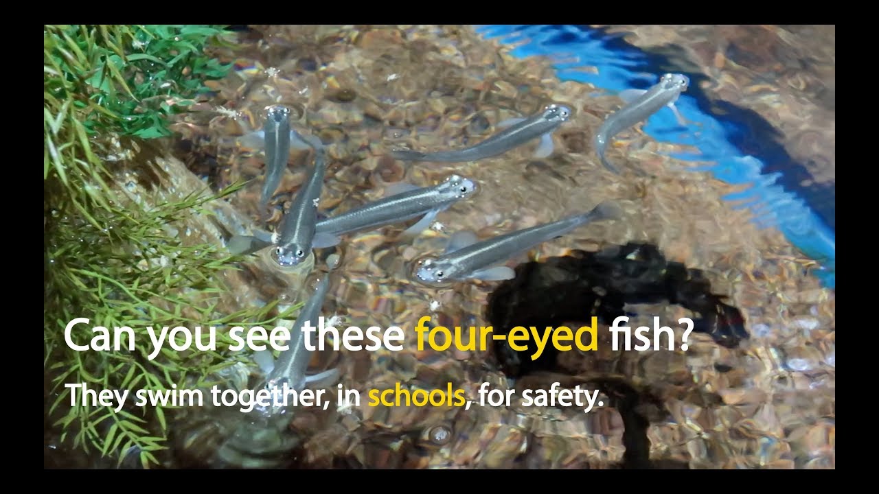 5 Things I Learned about Four-Eyed Fish