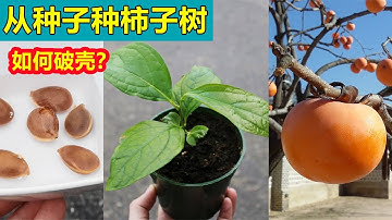 Growing Persimmon tree from seeds 从种子种柿子树
