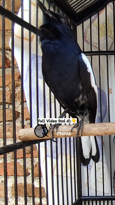 suara burung kacer kalimantan ini gacor banget #kacergacor #kicauankacer #shortsvideo #kicaumania