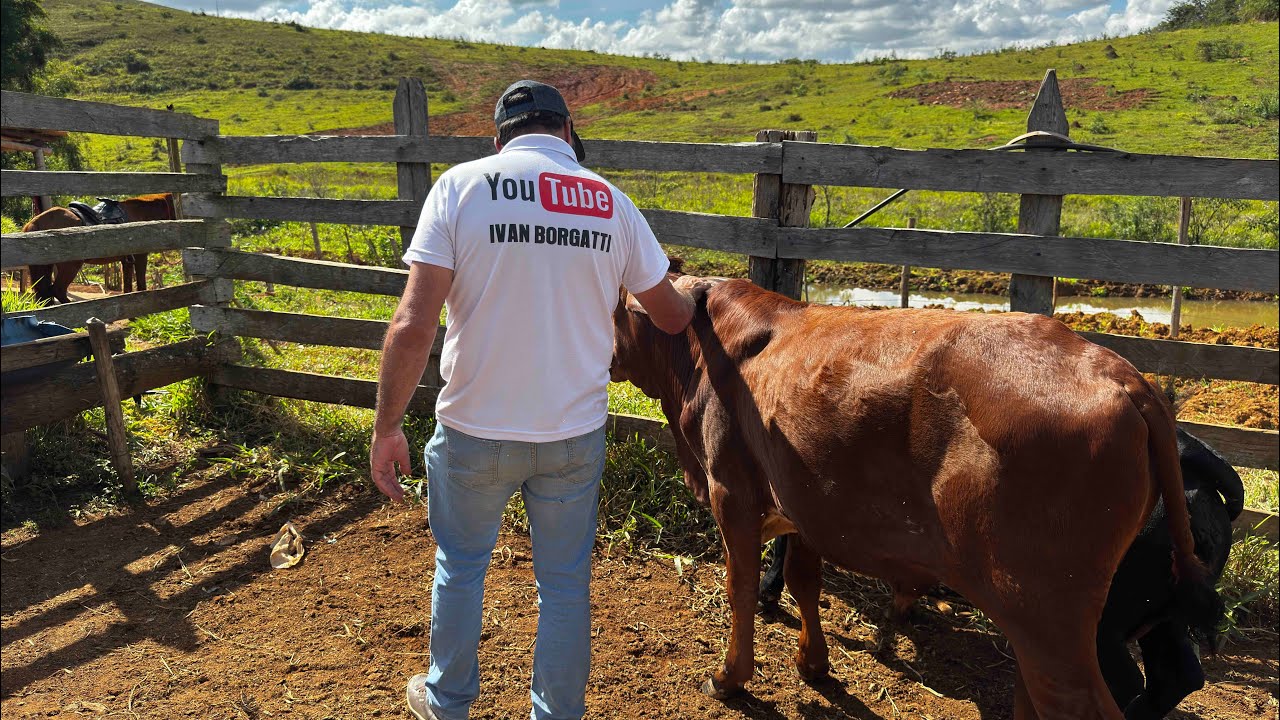 O ZEZÉ NÃO ESTAVA EM CASA