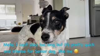 16/5/24 Is he really 14yo? Senior dog 14 with heart murmur