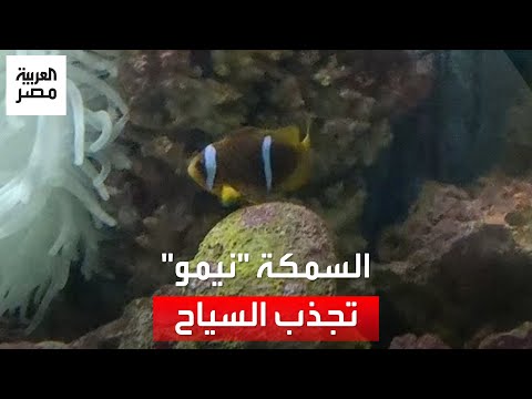 تعيش بين شقائق النعمان السمكة نيمو تجذب السياح للغوص في البحر الأحمر