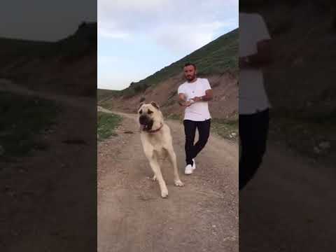 Video: Ponašanje štenaca
