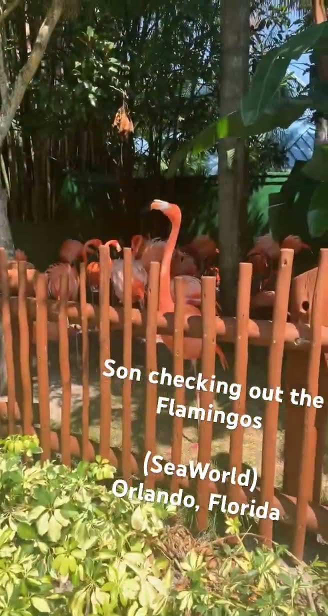 At SeaWorld checking out the Flamingos with my son