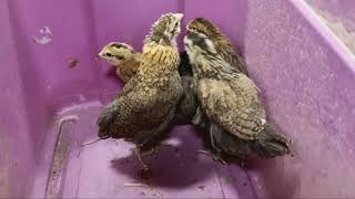 Famous Rare Fall Chicks - Easter Eggers, Silver Laced Wyandottes? Net Worth