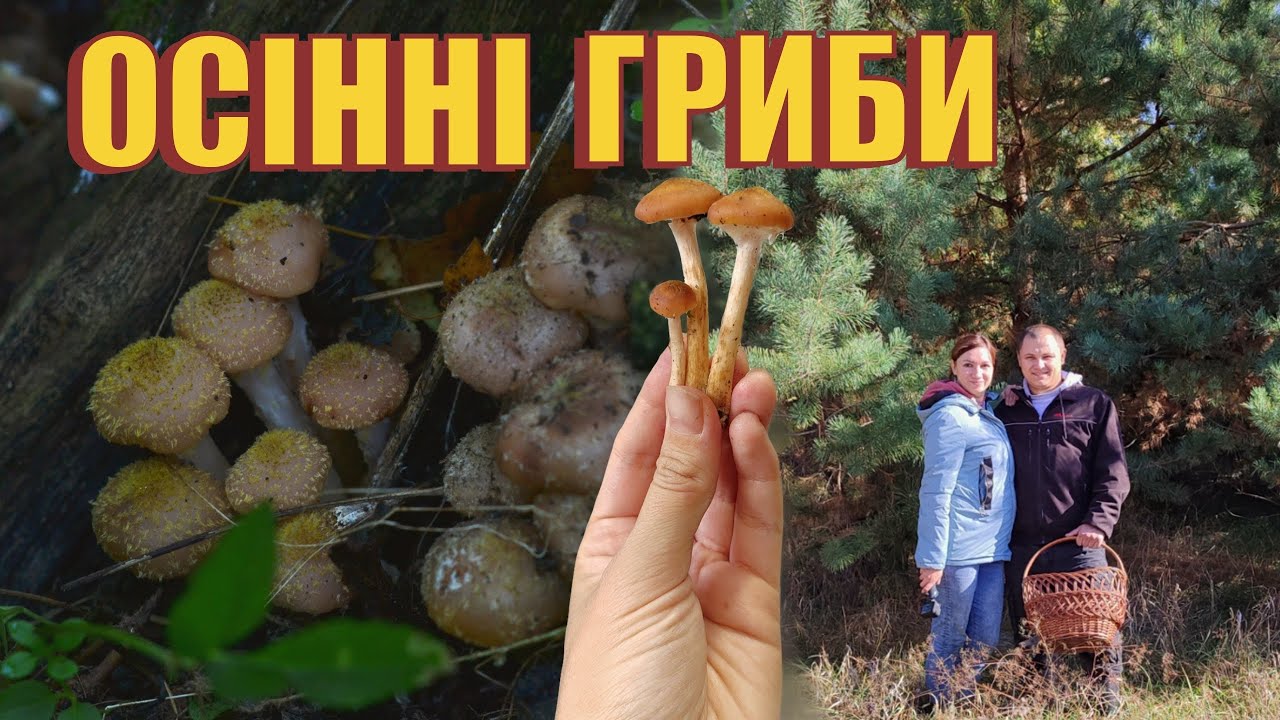 Гриби 04.10.25 | Збираємо молоденькі опеньки