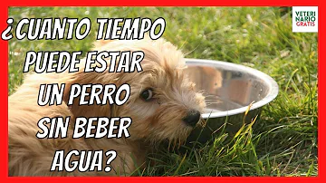 ¿Puede un perro pasar 8 horas sin agua?