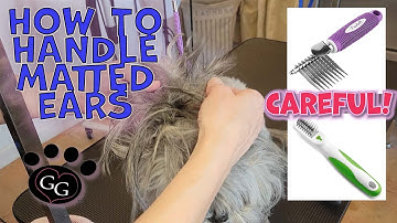 How to Handle Matted Ears - How to Safely Demat Ears - Ear De-Matting - Gina