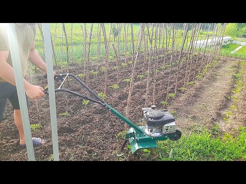 La frezat cu motosapa Loncin de 123 cc prin grădină ‼️🚜