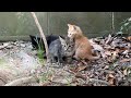 【ハプニング】天井裏に住み着いた子猫達...その後