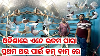 First Time in Odisha All types of Pigeon Fancy and high flying in low price all breeds available