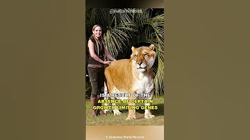 Liger The Monster Hybrid Animal 