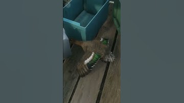 My First...BUG on New MAP!😮😄New England Mountains First Hunting | theHunter Call of the Wild#shorts