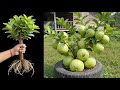 A great way to make guava tree grow faster by grafting them with Aloe Vera, how to grow guava tree